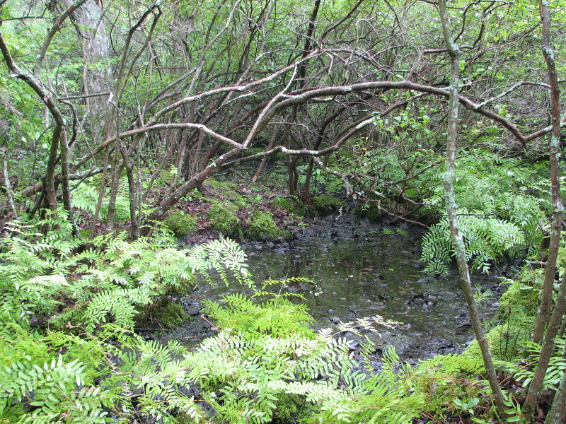 Wetland plants in areas with little or no standing water. Wetland plants in areas with little or no standing water. Credit: Betsy Leppo